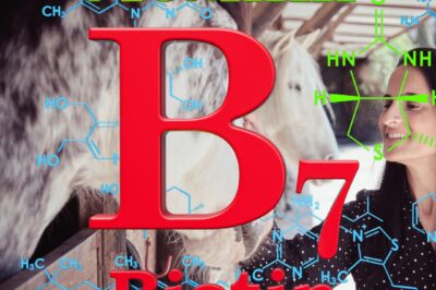 Biotin Supplements Review for Laminitis Horses on Stall Rest: Top Picks