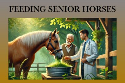 Feeding the Senior Horse: Essential Nutrition Tips for Aging Equines