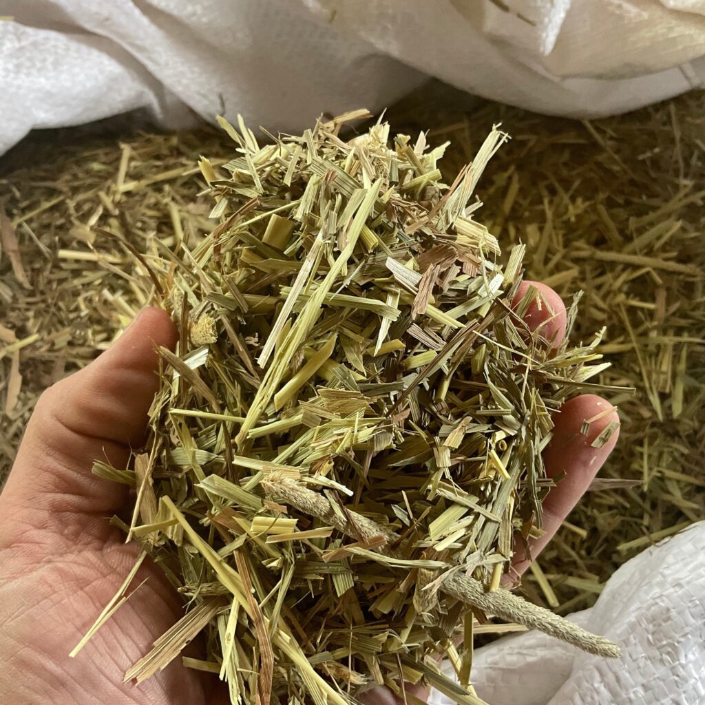 a handful of hay shown in need of an appropriate soaking appropriately to be effective as a form of laminitis horse chaff