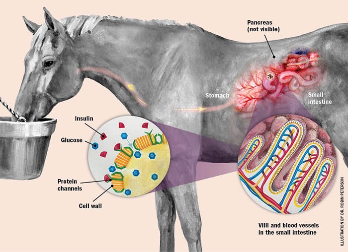 a representation of a horse's insulin production from within whilst the horse feeds from a bucket
