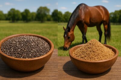 Chia Seeds vs Ground Flax for Horses: Which Omega-3 Source Works Best for EMS Management?