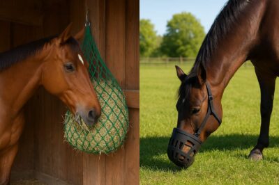 Slow Feed Hay Nets vs Grazing Muzzles for Weight Management