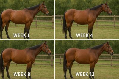 EMS Horse Supplement Results Timeline: When to Expect Improvements
