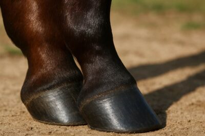 Zinc Methionine Supplements: Unlocking Better Coat and Hoof Health